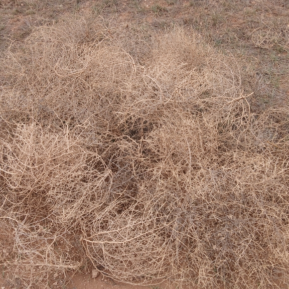 Natural Tumbleweed Decor Land of Enchantment Llano estacado tumbleweeds. - Picture 5 of 5